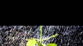 Ray Conniff  Gotas de lluvia sobre mi cabeza   Raindrops keep falling on my head.mpeg