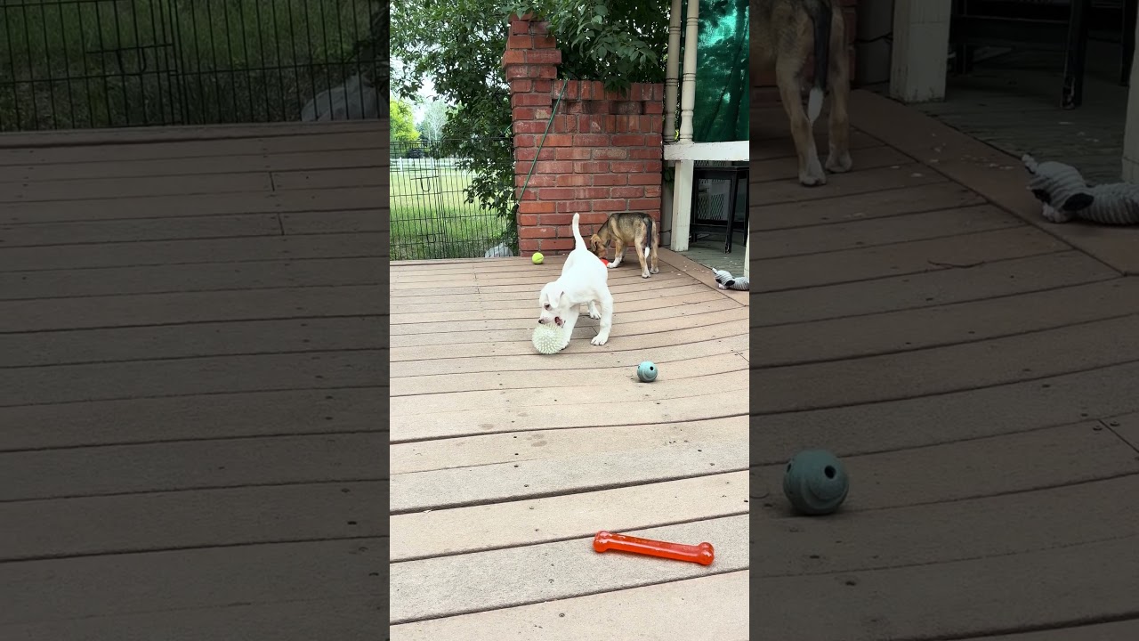Enlarge Marshal, a ADOPTABLE mixed breed in Fort Collins, CO video 6/6