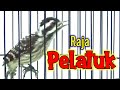 Masteran Pelatuk Sampit Dasyat Jernih Panjang