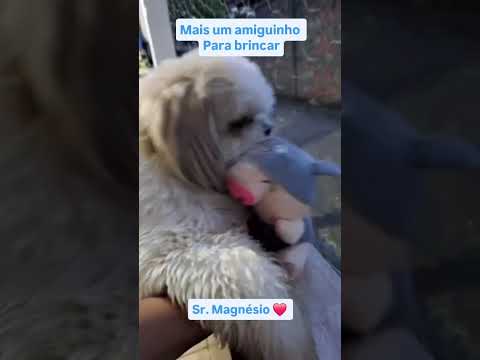 Sr Magnésio mais um amiguinho#filhotesdecachorro #shihtzu #ourilandiadonorte #srmagnesio