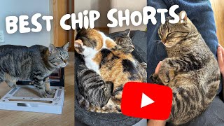 Feral Cat Colony Rescue Mission