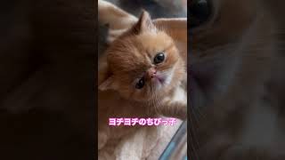 ヨチヨチのちびっ子猫たち。#子ネコ #エキゾチックショートヘア #猫のいる暮らし #猫 #ねこ #ねこのいる生活 #猫動画