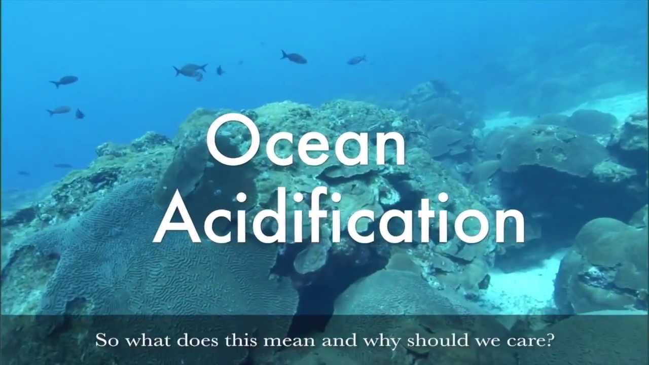 Making Waves podcast: Ocean Acidification