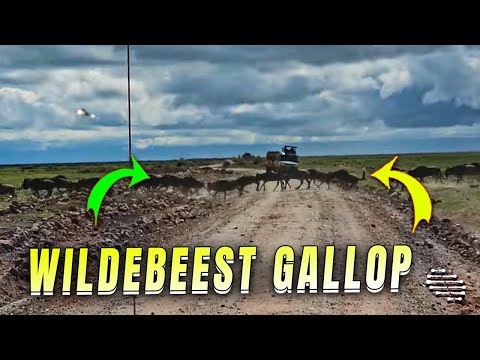 移動中にセレンゲティ平原を疾走するヌー