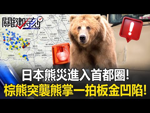 [ENG SUB] Japan&rsquo;s bear disaster reaches the capital region!