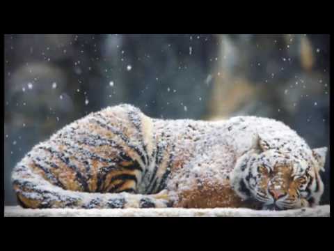 The Tiger and The Snow (Photo to 3D)