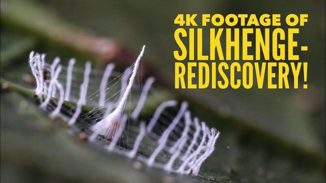 First Ever 4k footage of Silkhenge! The Return to Silkhenge Island - YouTube