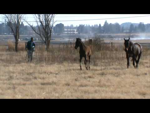 Von Ghaku Romana 18 Aug 11.MPG