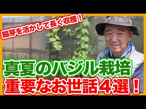 バジルを屋外に植える方法