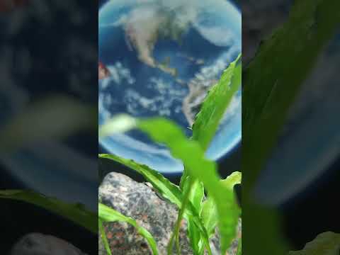 Turn Your Life Around with the Joy of Fishkeeping! 🐠🌿