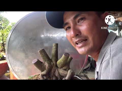 Ghép mai vào tháng 7al- cần chú ý những gì