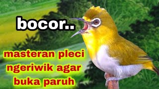 Download lagu Masteran Pleci Ngeriwik Agar Buka Paruh mp3
