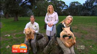 preview picture of video 'Channel 9 - Today Show - Cleland Wildlife Park - 6th May, 2013'