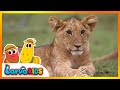 NEW Animal Song Kids Song LET S GO TO THE ZOO Larva Kids Live Action