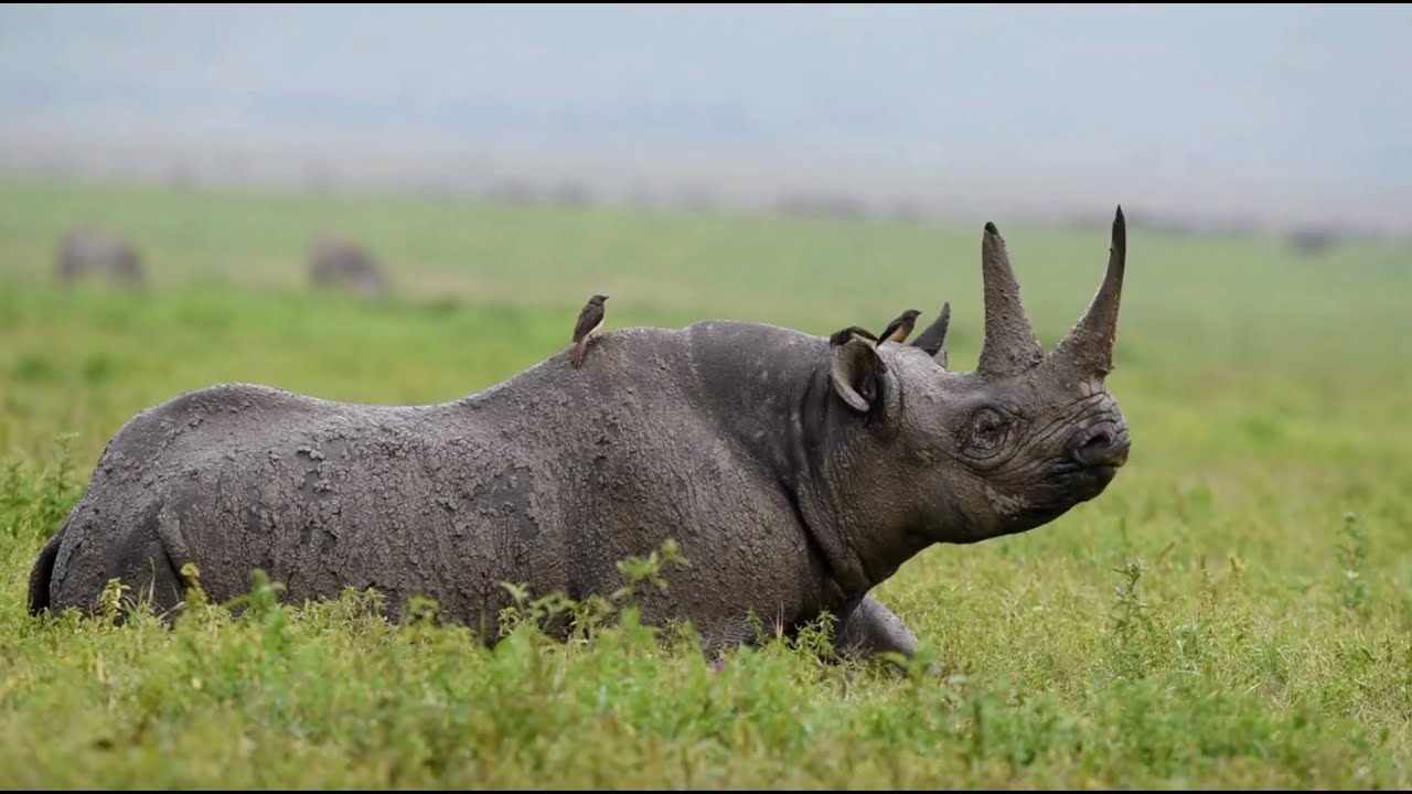 A Pivotal Player: Rhinos
