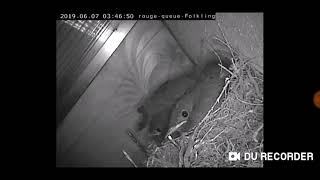 Das Ausfliegen der 5 Hausrotschwanz