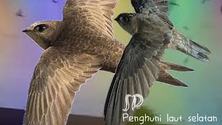 Download lagu SP. penghuni laut selatan | suara panggil walet, walet mp3 Download lagu SP. penghuni laut selatan | suara panggil walet, walet mp3