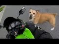 Angry Dogs Vs Bikers WHEN DOGS ATTACK Or Just Want To Say Hi