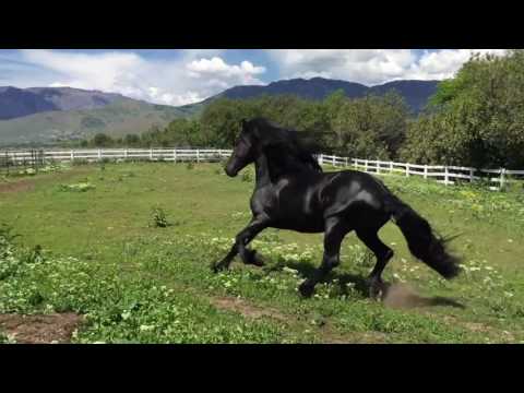 aRamses KFPS Friesian Stallion