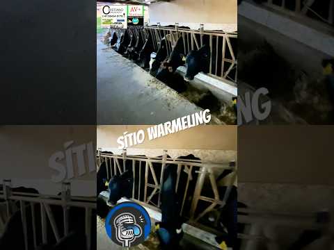 Sítio WARMELING,WITMARSUM SANTA CATARINA #agricultura #inovaçãonocampo#nobreakpodcast #entrevista