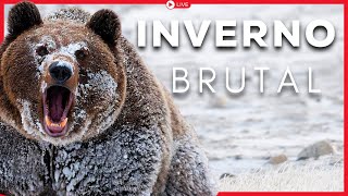 MARATONA: Canadá e Estados Unidos Selvagens [Documentário ao Vivo]