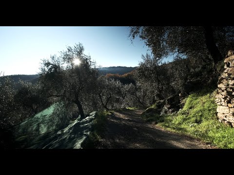 Carlo Siffredi. Erede di tradizioni secolari.