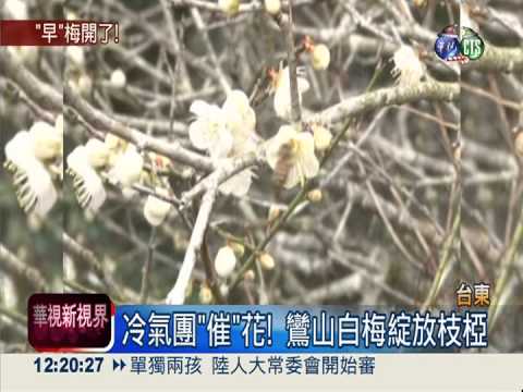 冷氣團"催"花! 鸞山梅花提早綻放