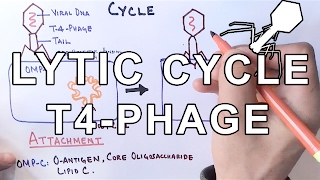 Mechanism of LYTIC CYCLE