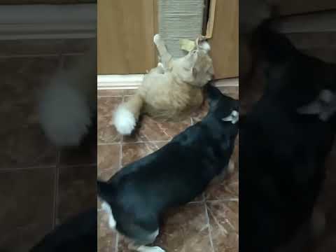 #shorts Собака по делу ругается на кота.
