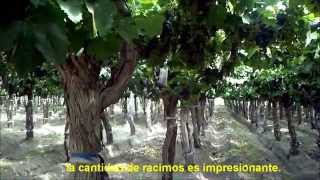 preview picture of video 'Aplicación de KREW® en uva para vino'
