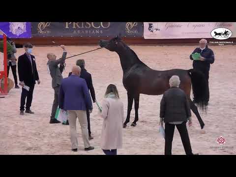 N 82 VIVALDI REGALIS   Italian Nationals 2021   Stallions 4 6 years old Class 10