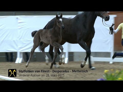 Stutfohlen von Finest - Desperados - Metternich