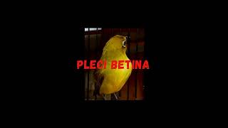 Download lagu suara pleci betina memancing bunyi jantan mp3 Download lagu suara pleci betina memancing bunyi jantan mp3