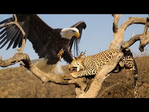 11 Maiores Ataques de ÁGUIAS, Capturados Por Câmeras