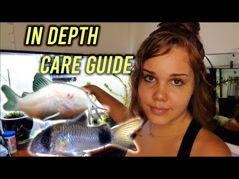 Corydoras Catfish Care!