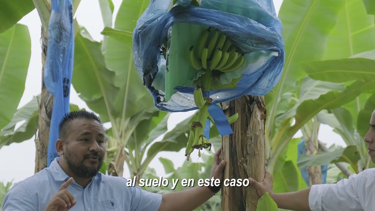 Potencial de Paecilomyces spp. como Control Biológico de Nematodos Fitoparásitos en Banano