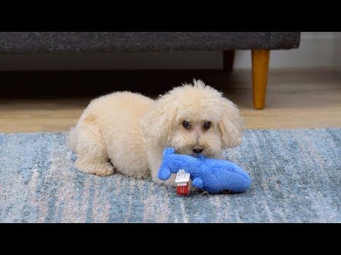 Part of a video titled Hear Doggy Silent Squeaker Toys | Chewy - YouTube