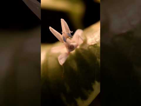 Modlivka orchideová (Hymenopus coronatus) — lov koristi v teráriu (detail)