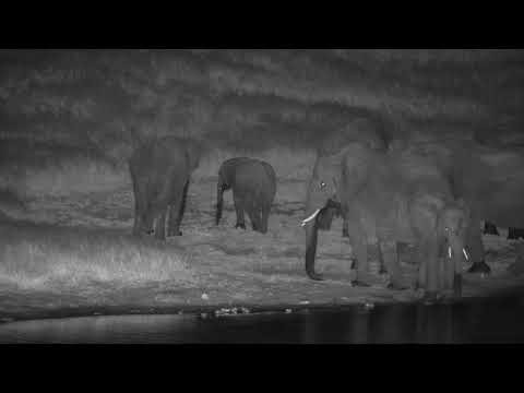 Djuma: Elephant herd comes to area for a night time drink - 19:27- 03/22/19