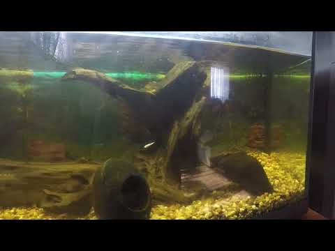 Atak szczupaka na kiryska