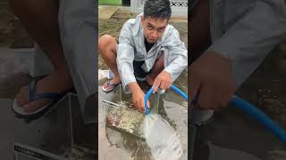 Download lagu Lagi Gabut Nemu Aquarium Di Tempat Sampah #lagigabut #cupang mp3