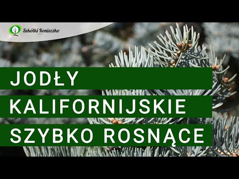 Jodły kalifornijskie do dużych i małych ogrodów