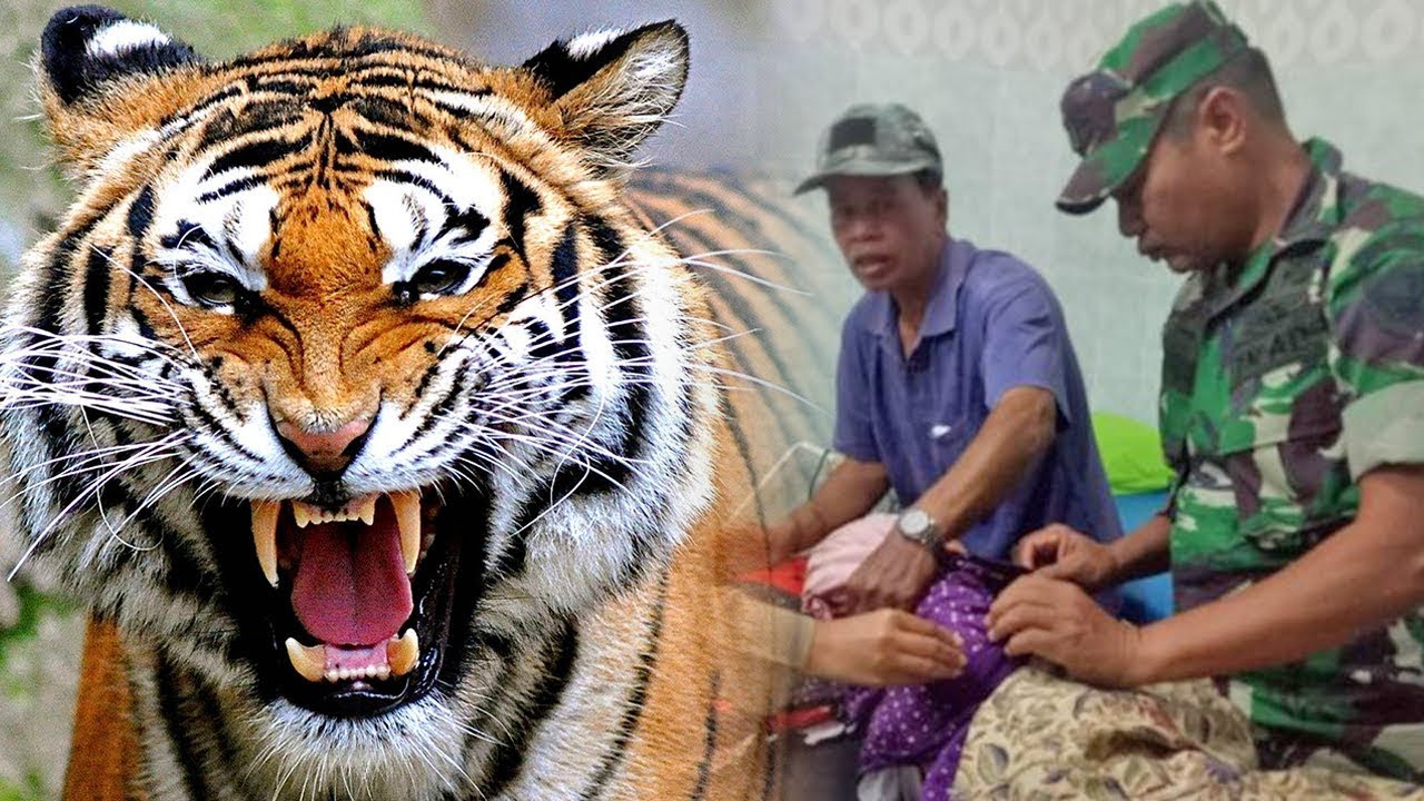 Asyik Berladang Wanita di  Jambi  Diterkam Harimau dari 