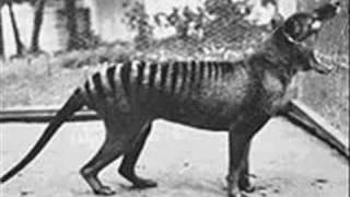 Extinct Animals 20th Century
