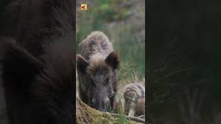 Wild Boar Sounds (Wild Boars Foraging In A Forest During A Sunny Day)