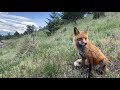Andy Thorn -- A Fox I Wish I Could Be (Official Music Video)