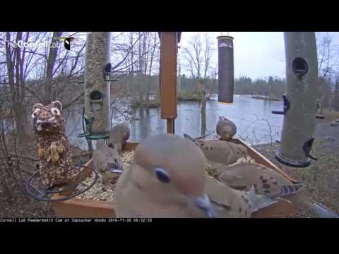 Face to Face With a Mourning Dove – Nov. 30, 2016