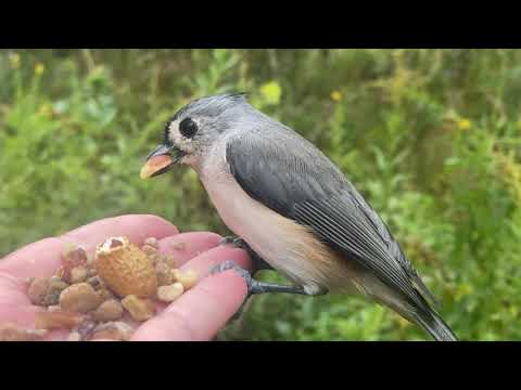 Hand-feeding Birds in Slow Mo - Tufted Titmice