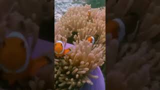 Download lagu Albi Nadak Amal Hijazi Cover By Nabeela Voc Maza Elzamany #shorts #shorts mp3