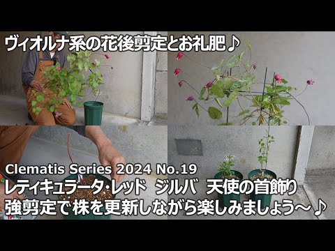 園芸 チャレフ・エレアグナス